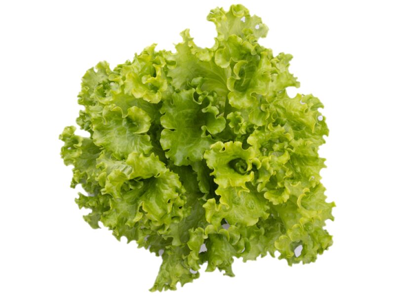 Salat 'Aficion' 5 g