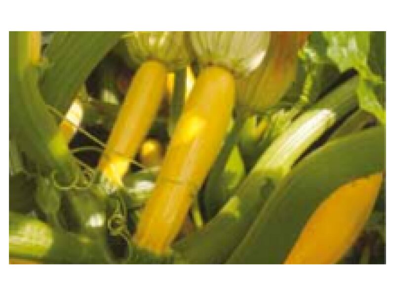 Suvikõrvits ´Lemona´ 1000 s