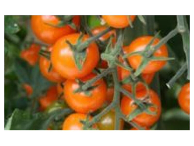 Tomat 'Golden Cherry' 100 s