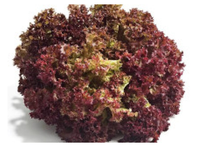 Salat 'Lollo Rosso'