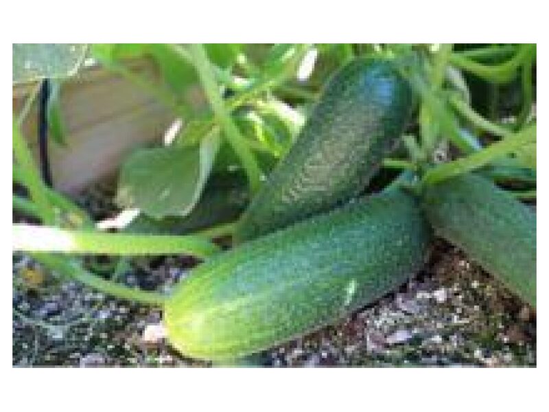 CORENTINE.500