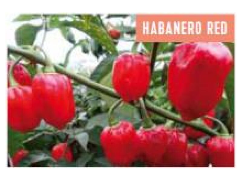 Paprika Habnero 100 s