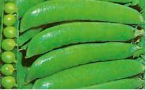 Hernes Utrillo 50 000 s PUHTIMATA