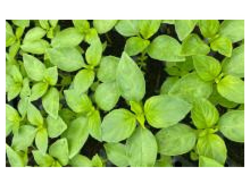 Basiilik Lime 10 g