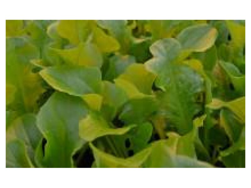 Lettuce Green Oak Leaf 3337 25 g