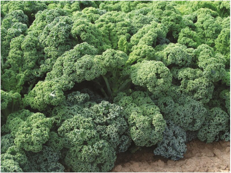 Kale CN KAL1029 500 s