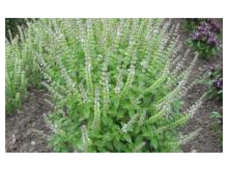 Basiilik Lemon 10 g