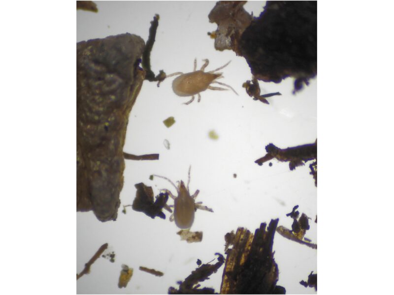 Röövlest A. californicus 50 tk