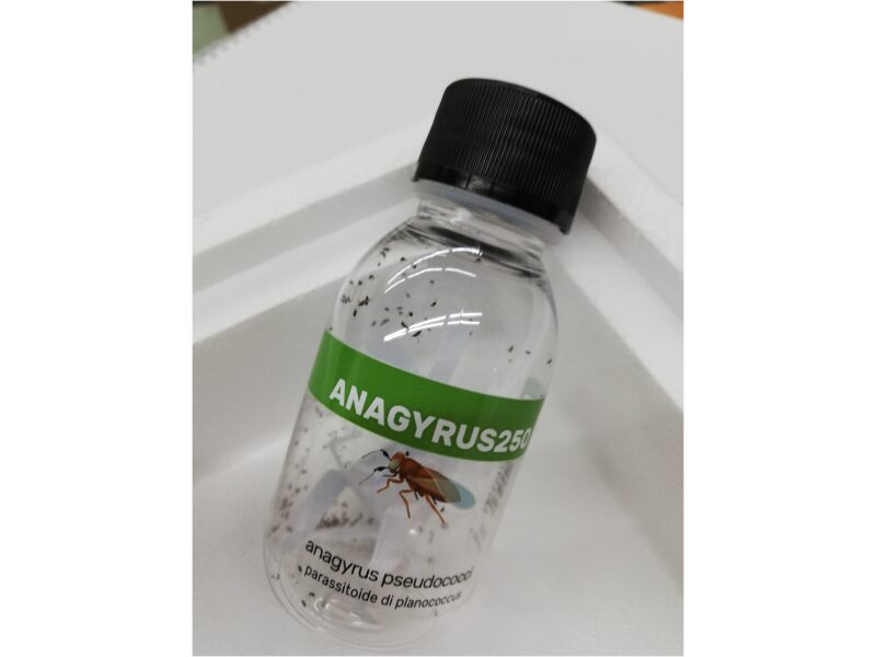 A. pseudococci valmikud 250 tk villtäide tõrjeks