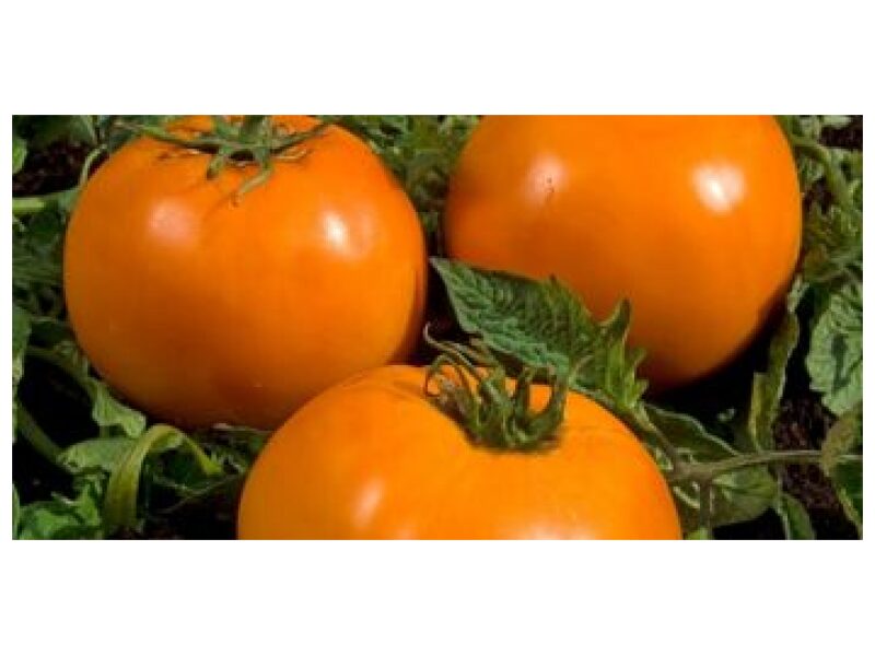 Tomat Orange Queen 250 s
