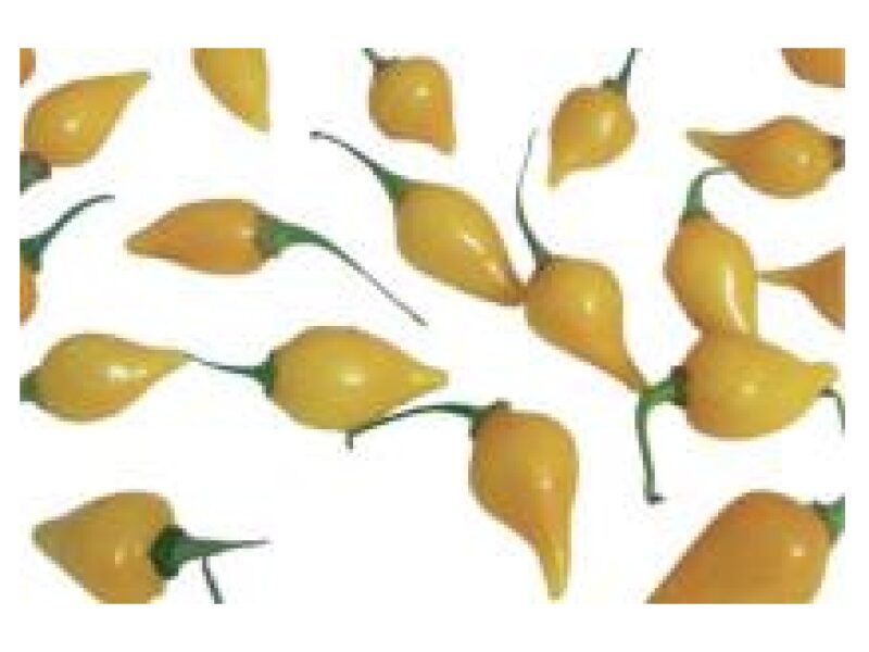 Paprika Biquinho Yellow 100 s